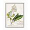 Stupell Industries Vintage Botanical Plant Illustration Gray Framed Wall Art